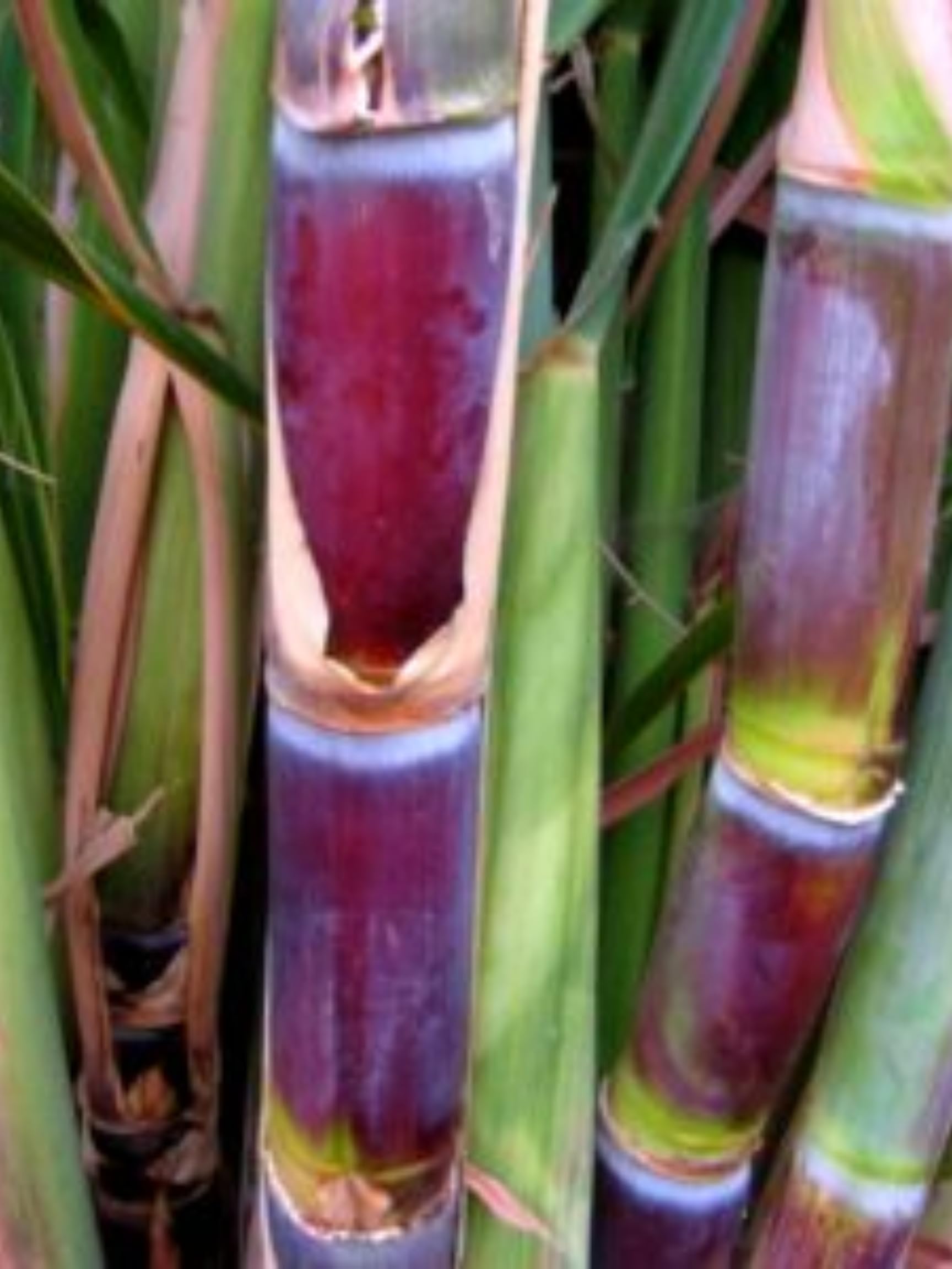 Amazon.com : 20 Sugar Cane Plants Live Cuttings, 2-3 Nodes Ready